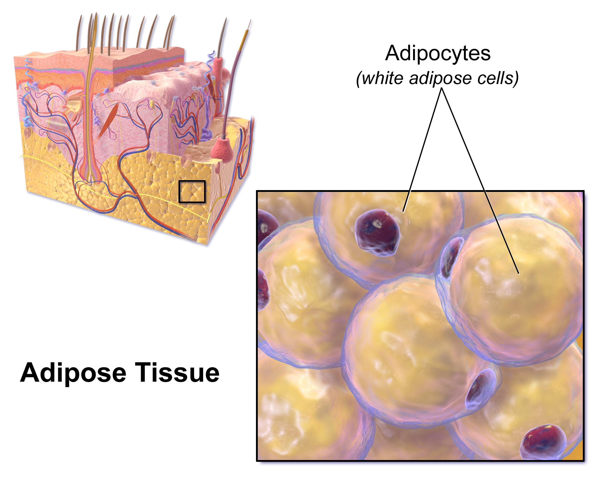 Picture of adipose tissue