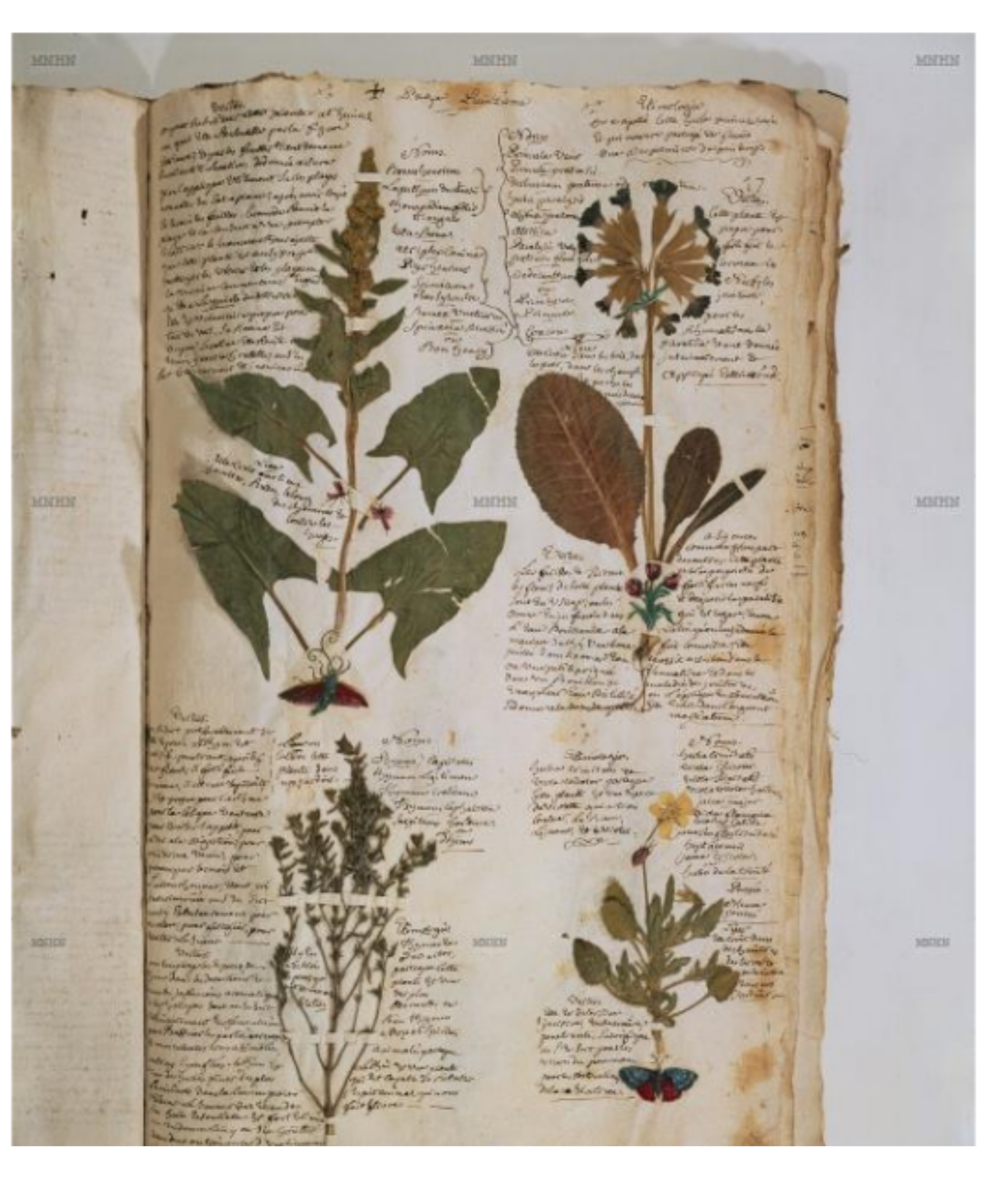 Botanical herbarium from Philibert Commerson (1743)